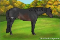 Horse Color:Brown 