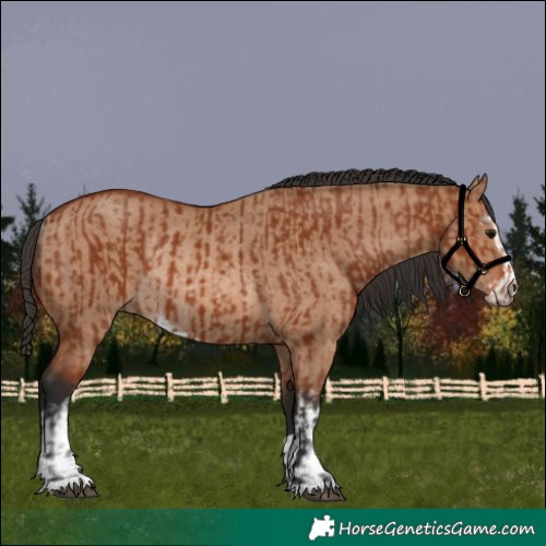 Horse Color:Bay Sabino Rabicano  and Bay Dun Sabino Rabicano 