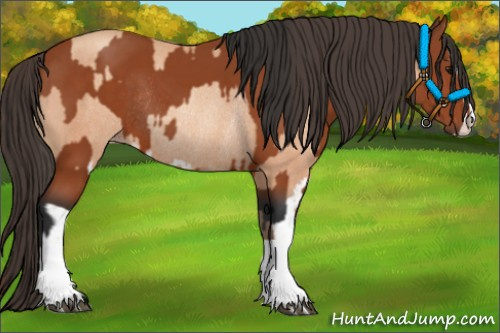 Horse Color:Bay Sabino Rabicano and Amber Champagne Sabino Rabicano