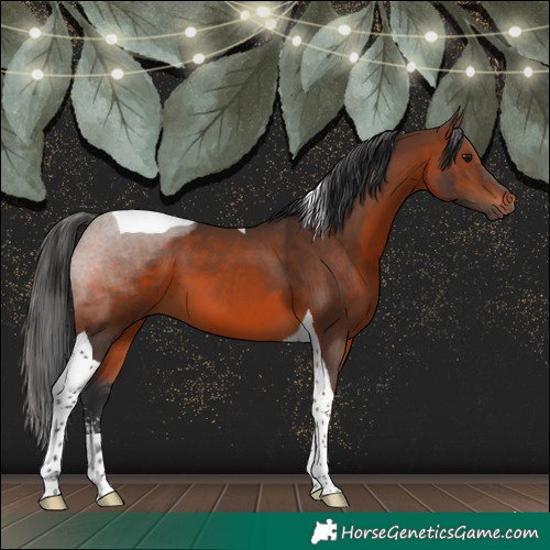 Horse Color:Brown Sabino Tobiano