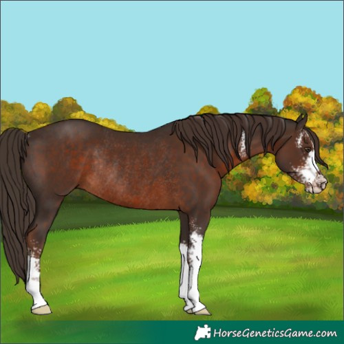 Horse Color:Liver Chestnut Sabino Rabicano 