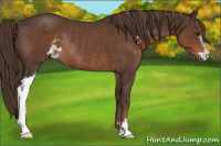 Horse Color:Liver Chestnut Sabino Rabicano 