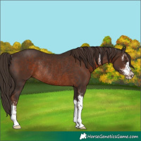 Horse Color:Liver Chestnut Sabino Rabicano 