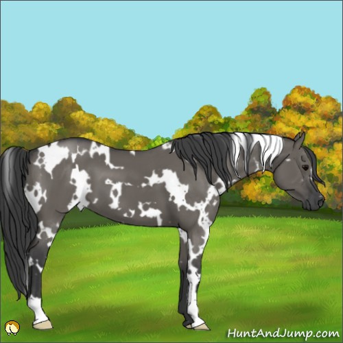 Horse Color:White Spotted Grullo