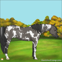 Horse Color:White Spotted Grullo 