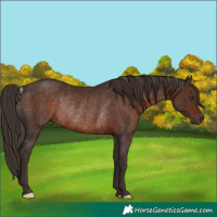 Horse Color:Liver Chestnut Rabicano 