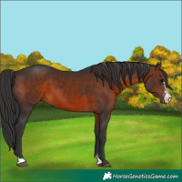 Horse Color:Brown Sabino 