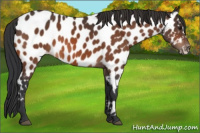 Horse Color:Bay Appaloosa