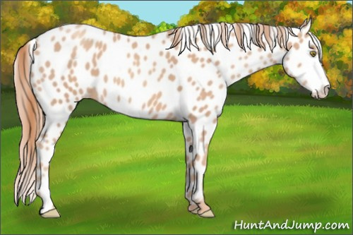 Horse Color:Gold Champagne Appaloosa 