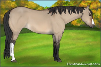 Horse Color:Bay Dun