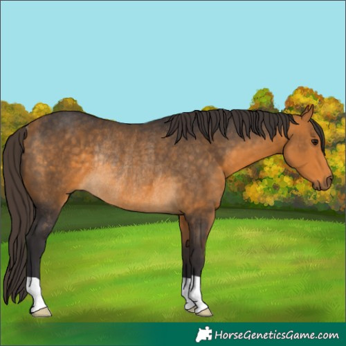 Horse Color:Buckskin Rabicano