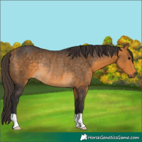 Horse Color:Buckskin Rabicano 