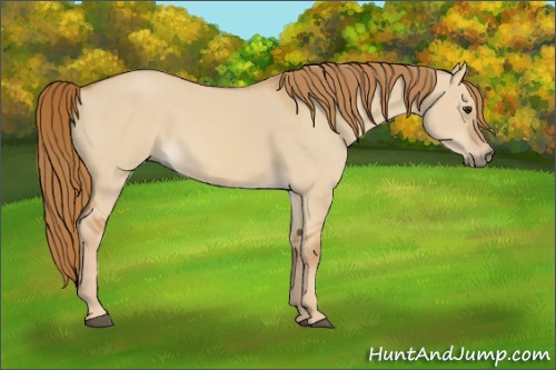 Horse Color:Red Dun