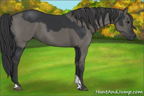 Horse Color:Black  and Grullo 