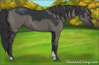 Horse Color:Black  and Grullo 