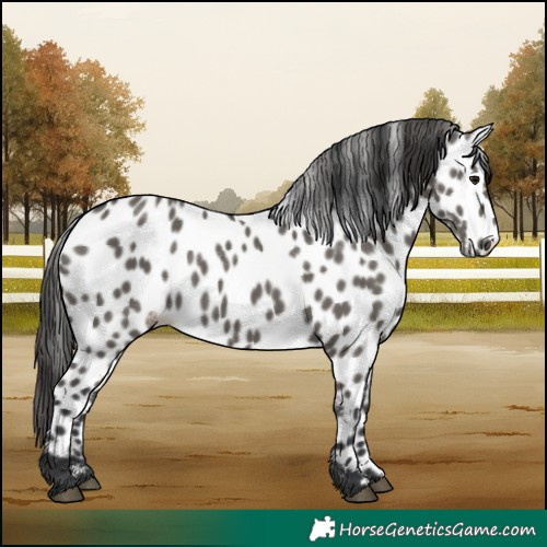 Horse Color:Grullo Appaloosa