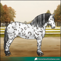 Horse Color:Grullo Near Leopard 