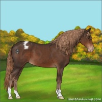 Horse Color:Liver Chestnut Appaloosa 