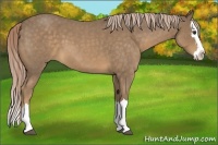 Horse Color:Chocolate Palomino Roan Splash
