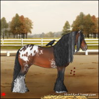 Horse Color:White Spotted Bay Appaloosa