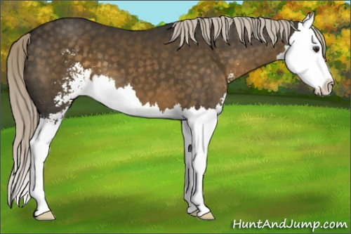 Horse Color:Chocolate Palomino Sabino Splash
