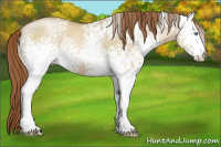 Horse Color:White Spotted Smoky Grullo Pearl 