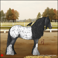 Horse Color:Blue Roan Appaloosa 