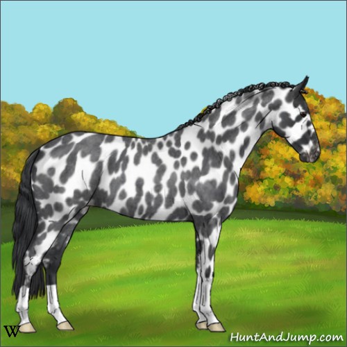 Horse Color:Blue Roan Appaloosa 