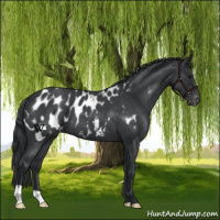 Horse Color:Blue Roan Near Leopard 