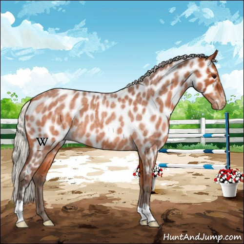 Horse Color:Silver Bay Roan Near Leopard