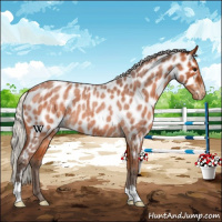 Horse Color:Silver Bay Roan Near Leopard 