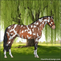 Horse Color:Bay Roan Appaloosa 