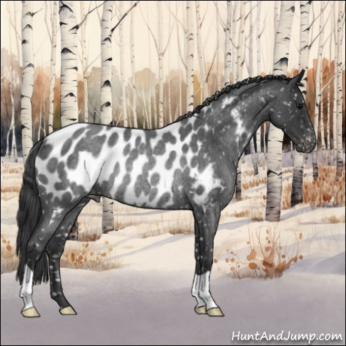 Horse Color:Blue Roan Appaloosa Rabicano 