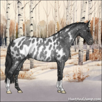 Horse Color:Blue Roan Appaloosa Rabicano 