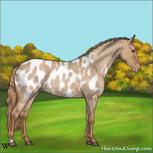 Horse Color:Red Dun Roan Appaloosa 