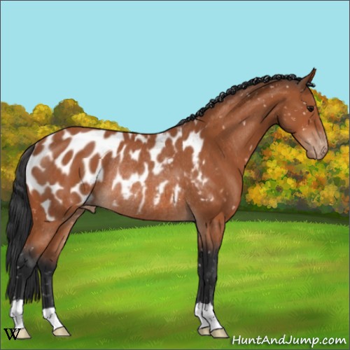 Horse Color:Bay Appaloosa Rabicano 