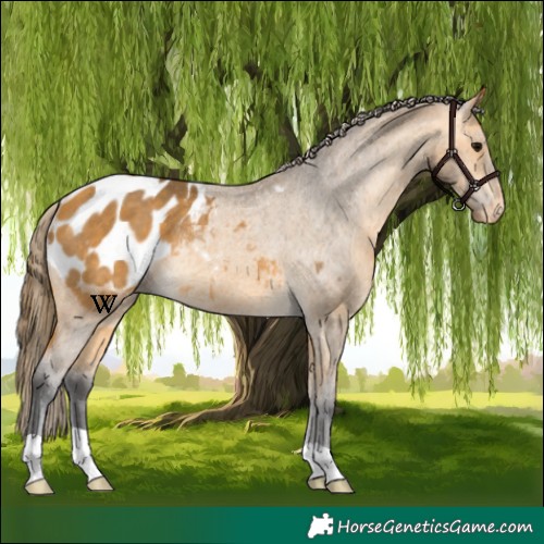 Horse Color:Buckskin Blanket Rabicano 