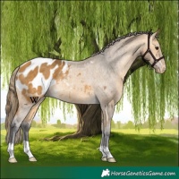 Horse Color:Buckskin Blanket Rabicano 