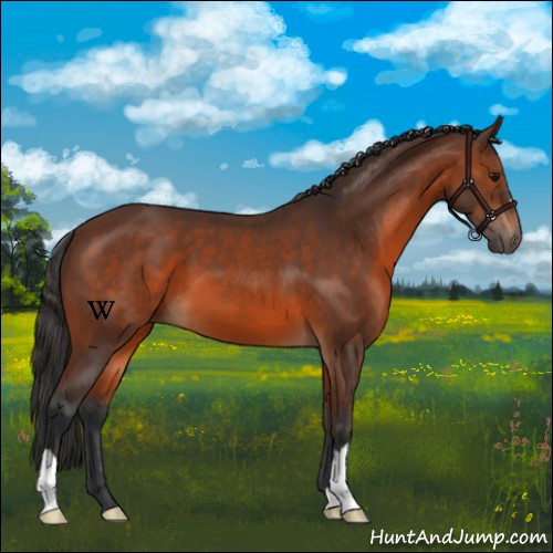 Horse Color:Brown 