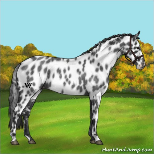 Horse Color:Blue Roan Leopard 