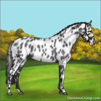Horse Color:Blue Roan Leopard 