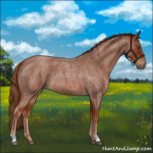 Horse Color:Red Roan 