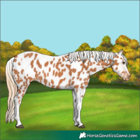 Horse Color:Chestnut Tobiano Near Leopard 
