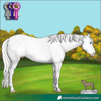 Horse Color:Gold Cream Champagne Roan Pearl Dun Tobiano Appaloosa 
