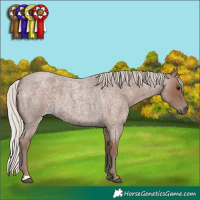 Horse Color:Silver Blue Roan 