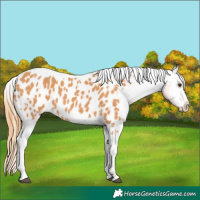 Horse Color:Chestnut Tobiano Blanket 