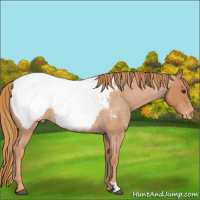 Horse Color:Red Roan Snowcap 