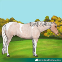 Horse Color:Silver Bay Roan Tobiano Varnish 