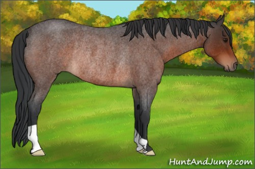 Horse Color:Brown Roan Rabicano