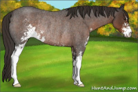 Horse Color:Liver Red Roan Sabino Rabicano